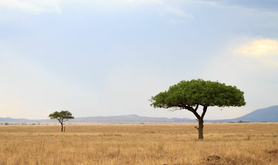 South Africa Wildlife